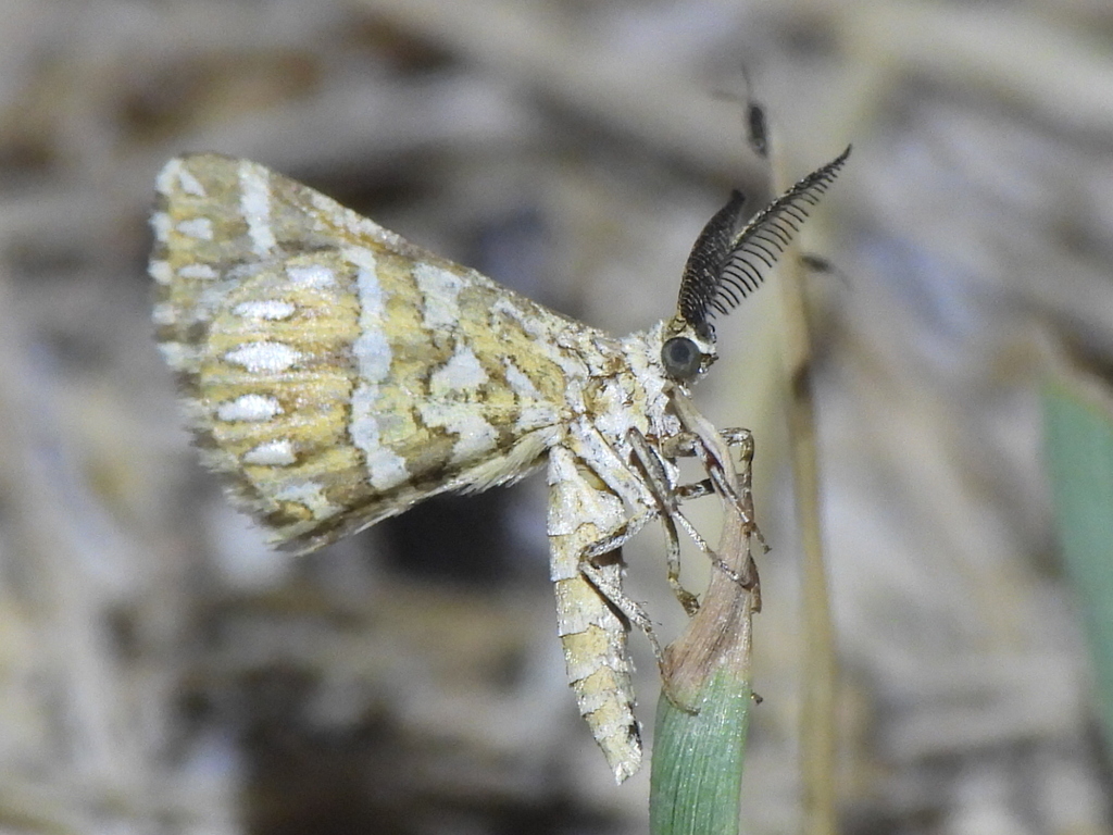Fernaldella fimetaria, California species