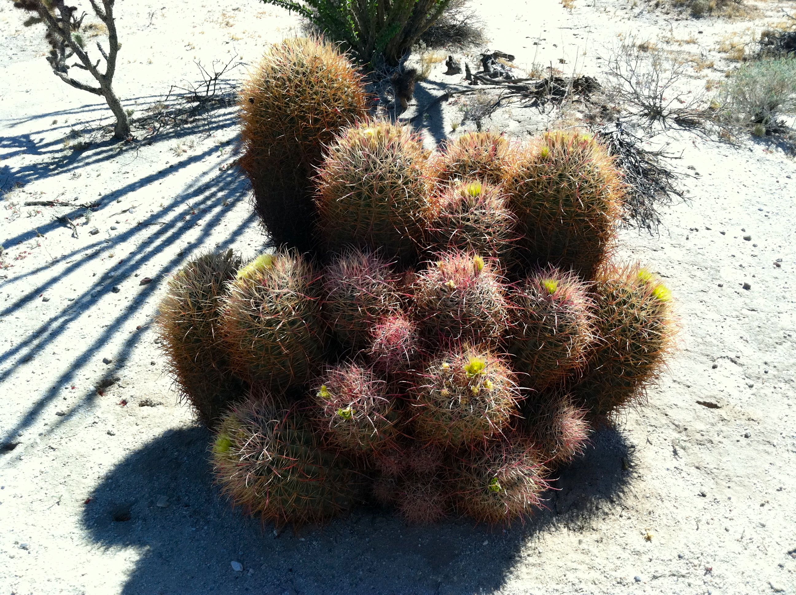 Ferocactus cylindraceus (California barrel cactus), native California shrub