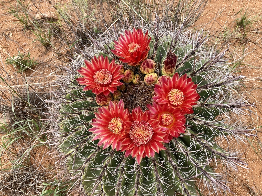 Ferocactus sp. (Barrel cactus), native California perennial