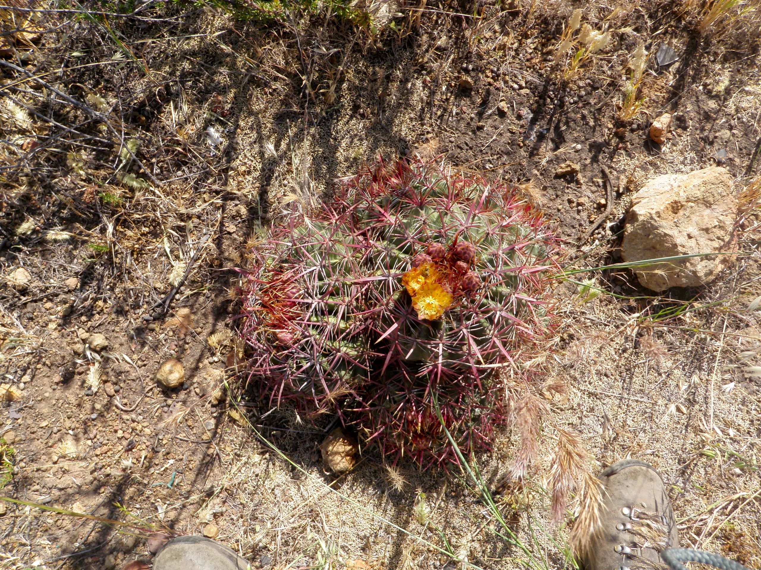 Ferocactus viridescens (San diego barrel cactus), native California shrub