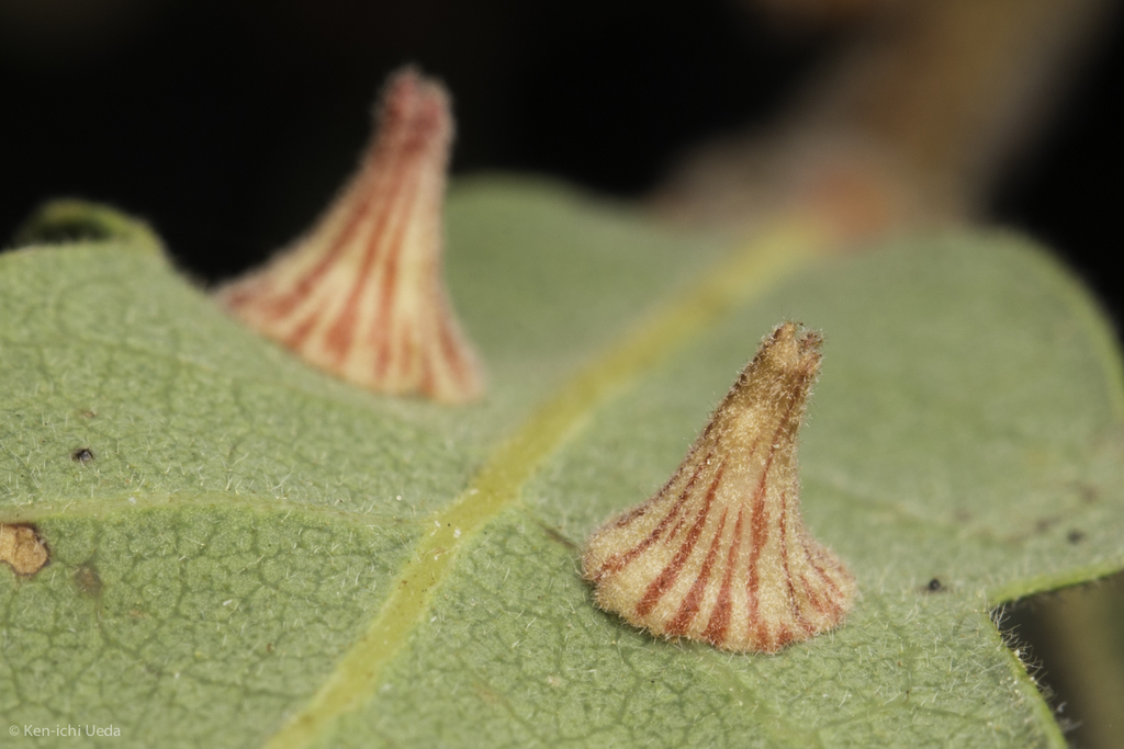 Feron atrimentum (Striped Volcano Gall Wasp), California species