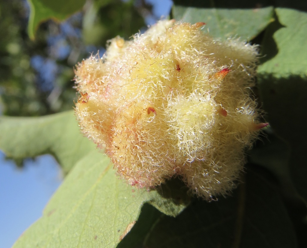 Feron crystallinum (Crystalline Gall Wasp), California species