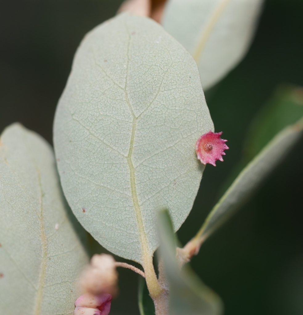 Feron gigas (Saucer Gall Wasp), California species
