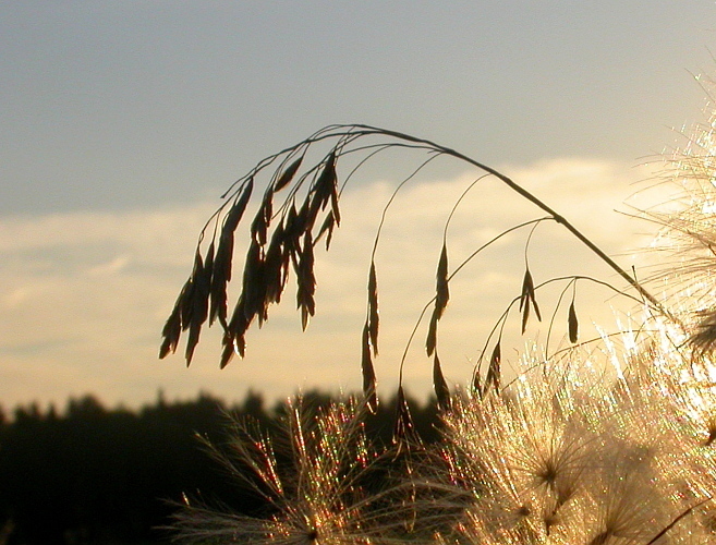 Festuca arundinacea (Tall fescue), non-native California grass