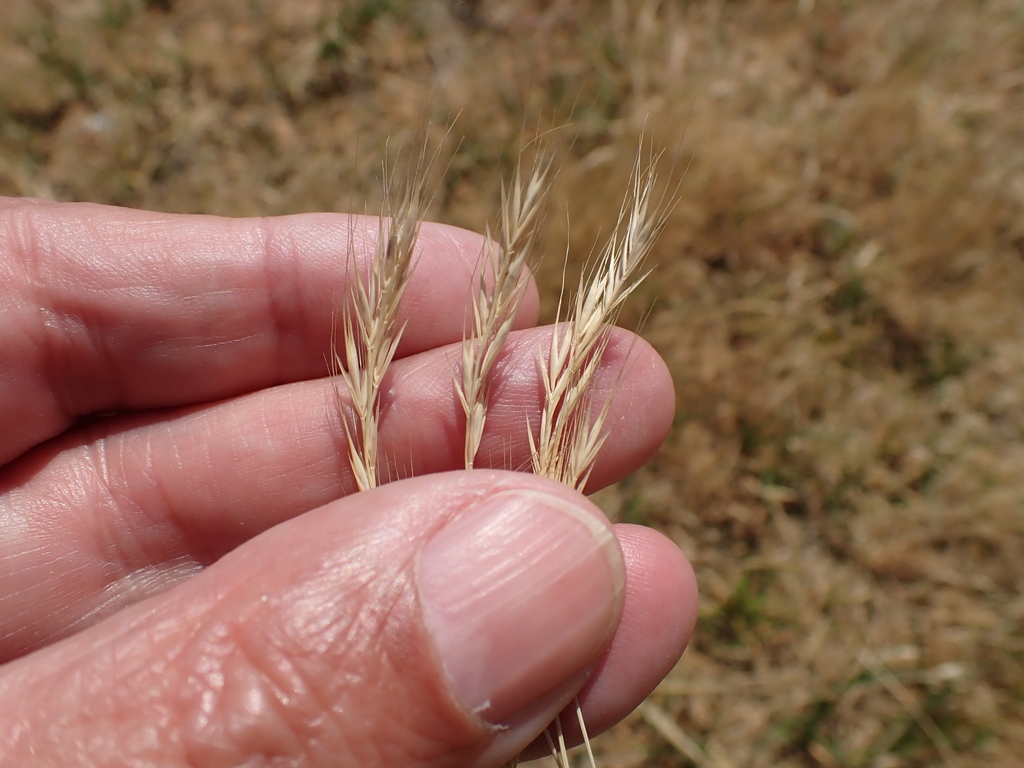 Festuca bromoides (Brome fescue), non-native California grass