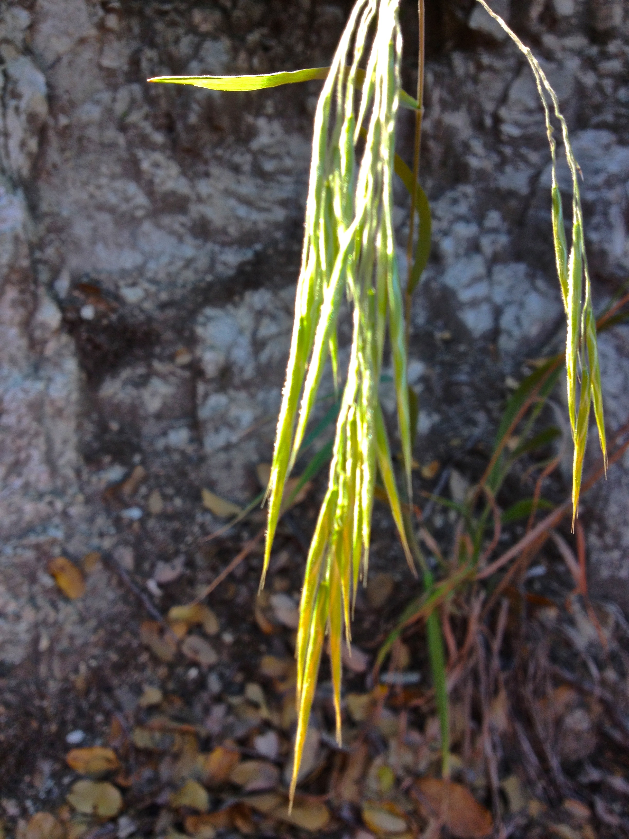 Festuca californica (California fescue), native California grass
