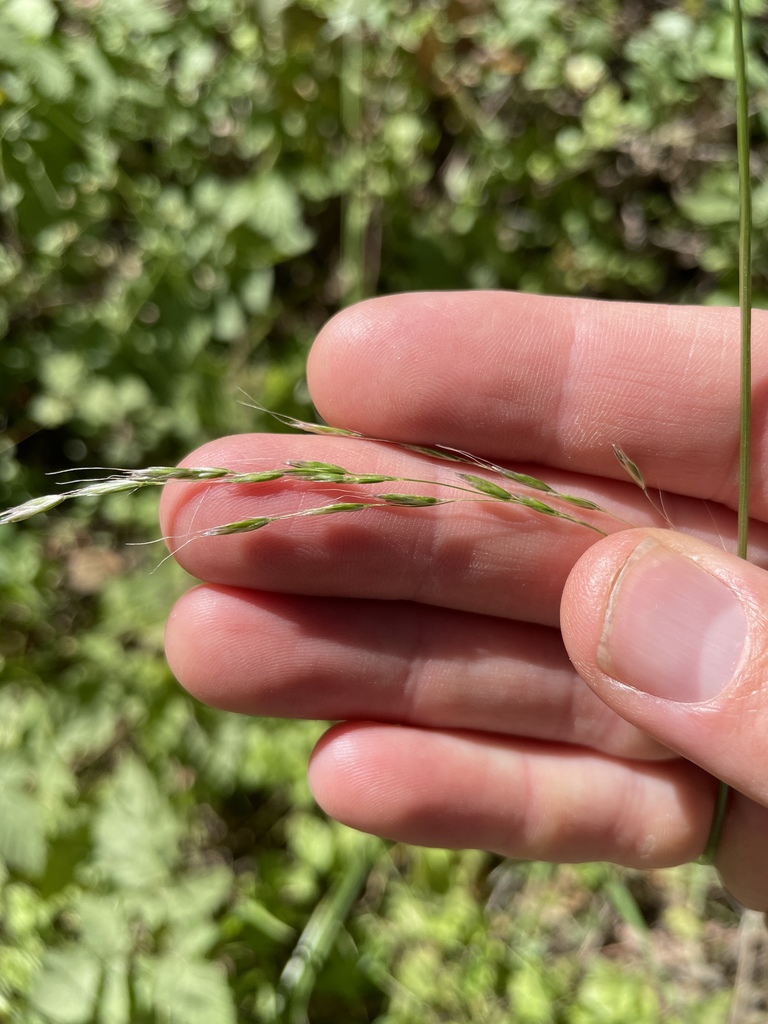 Festuca elmeri (Coast fescue), native California grass