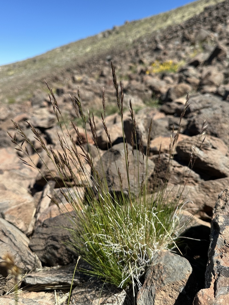 Festuca idahoensis (Idaho fescue), native California grass