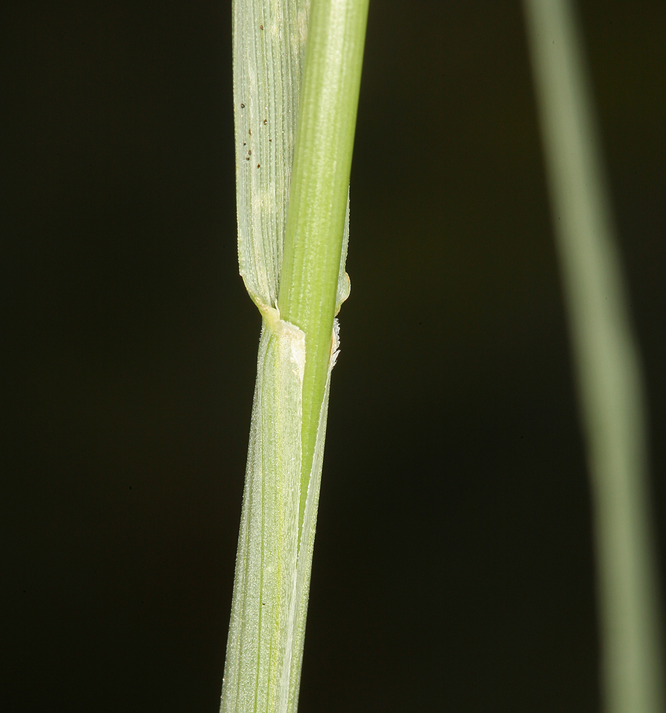 Festuca kingii (Spike fescue), native California grass