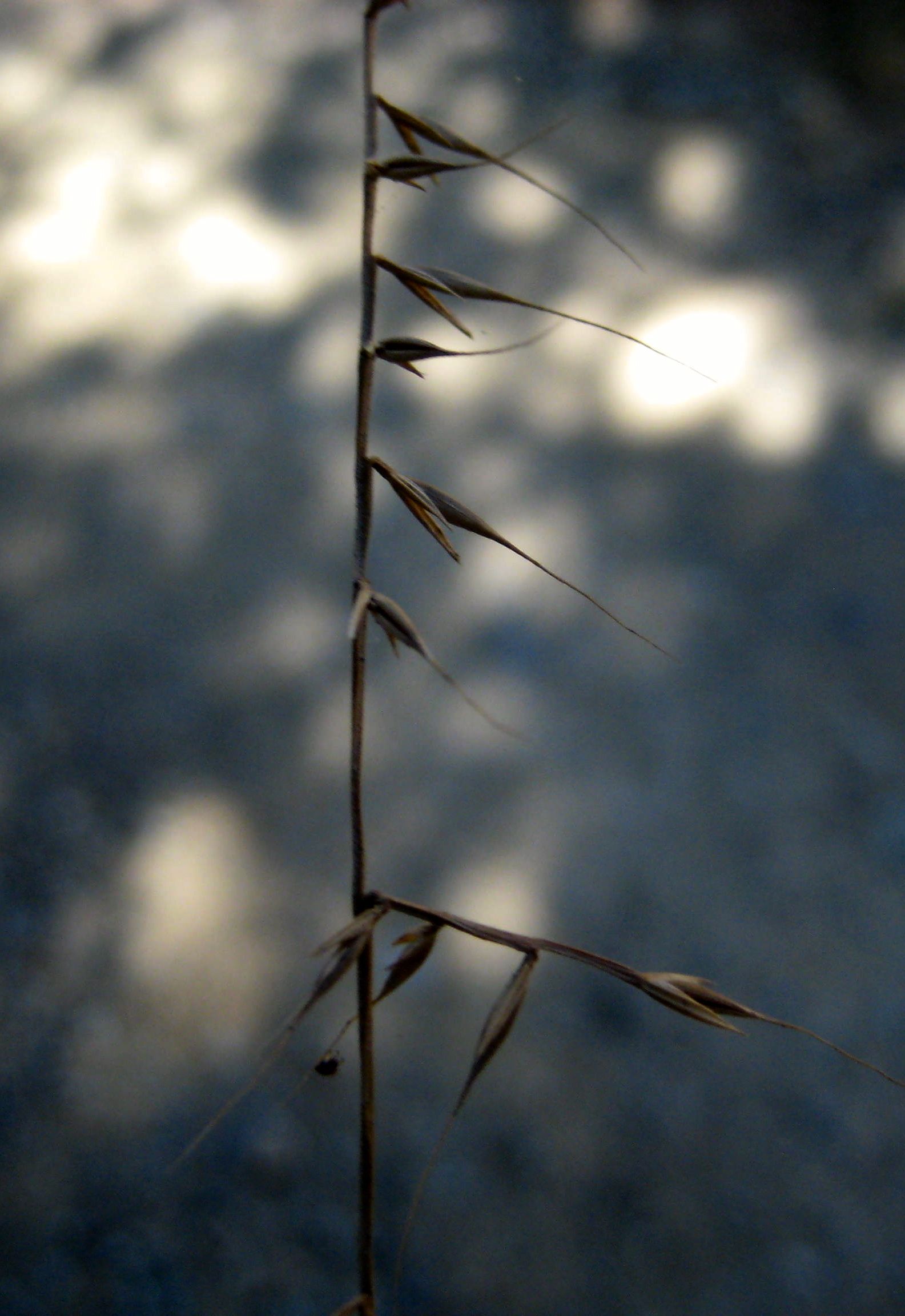 Festuca microstachys (Small fescue), native California annual