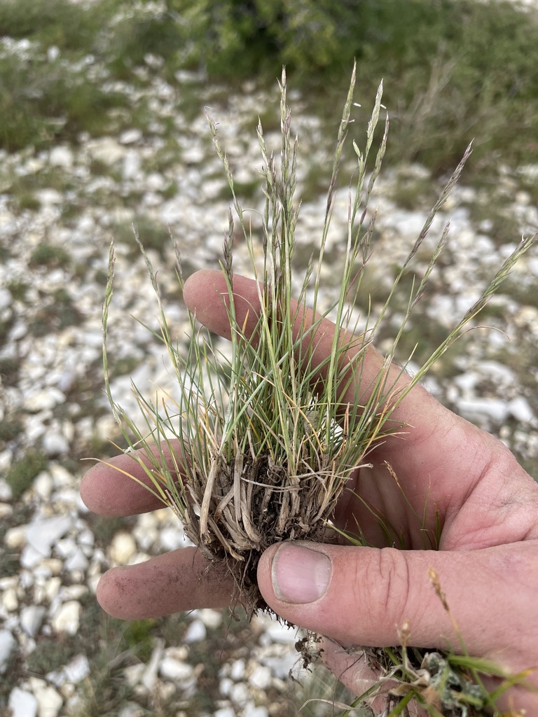 Festuca minutiflora (Small-flowered fescue), native California grass
