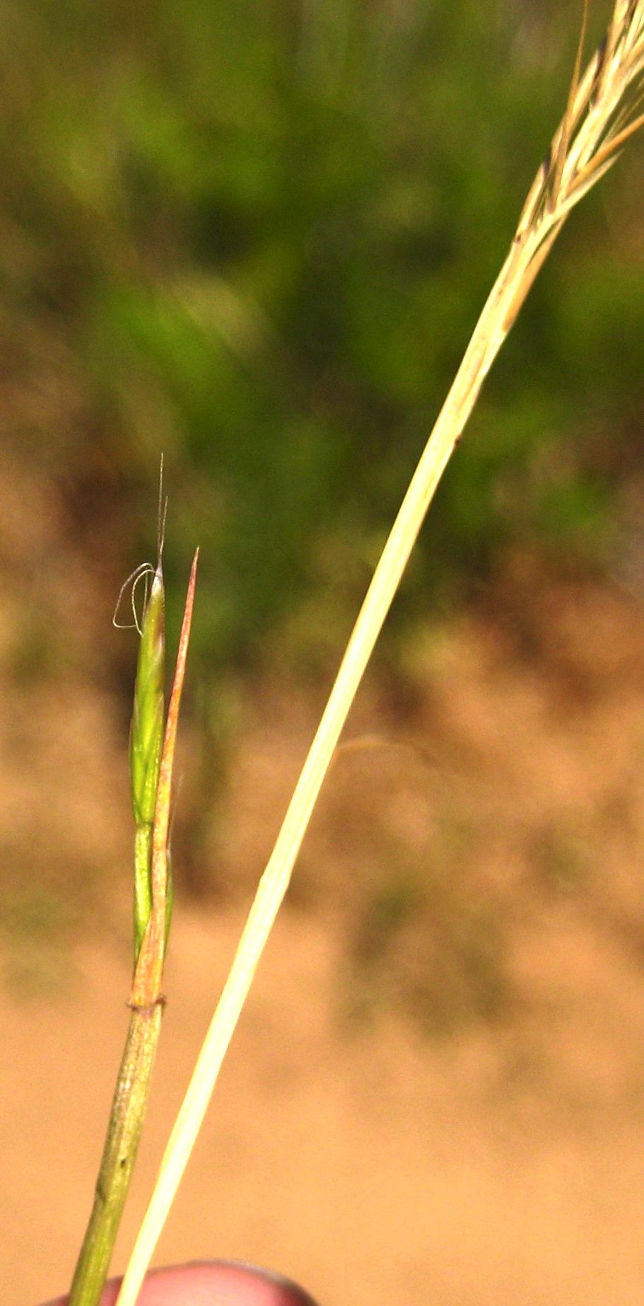 Festuca myuros (Rattail sixweeks grass), non-native California grass