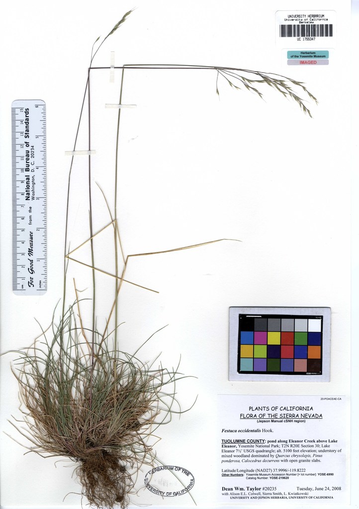 Festuca occidentalis (Western fescue), native California grass