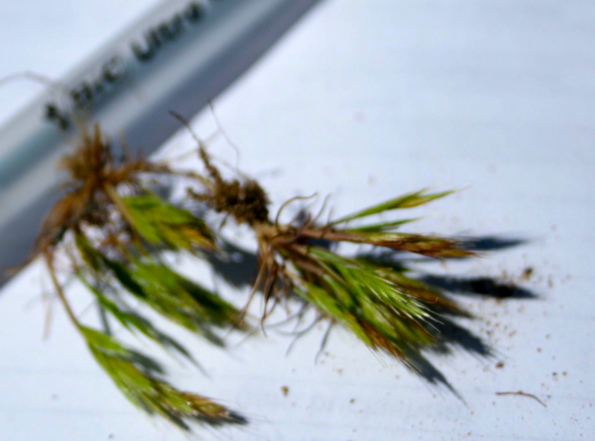 Festuca octoflora (Sixweeks grass), native California annual