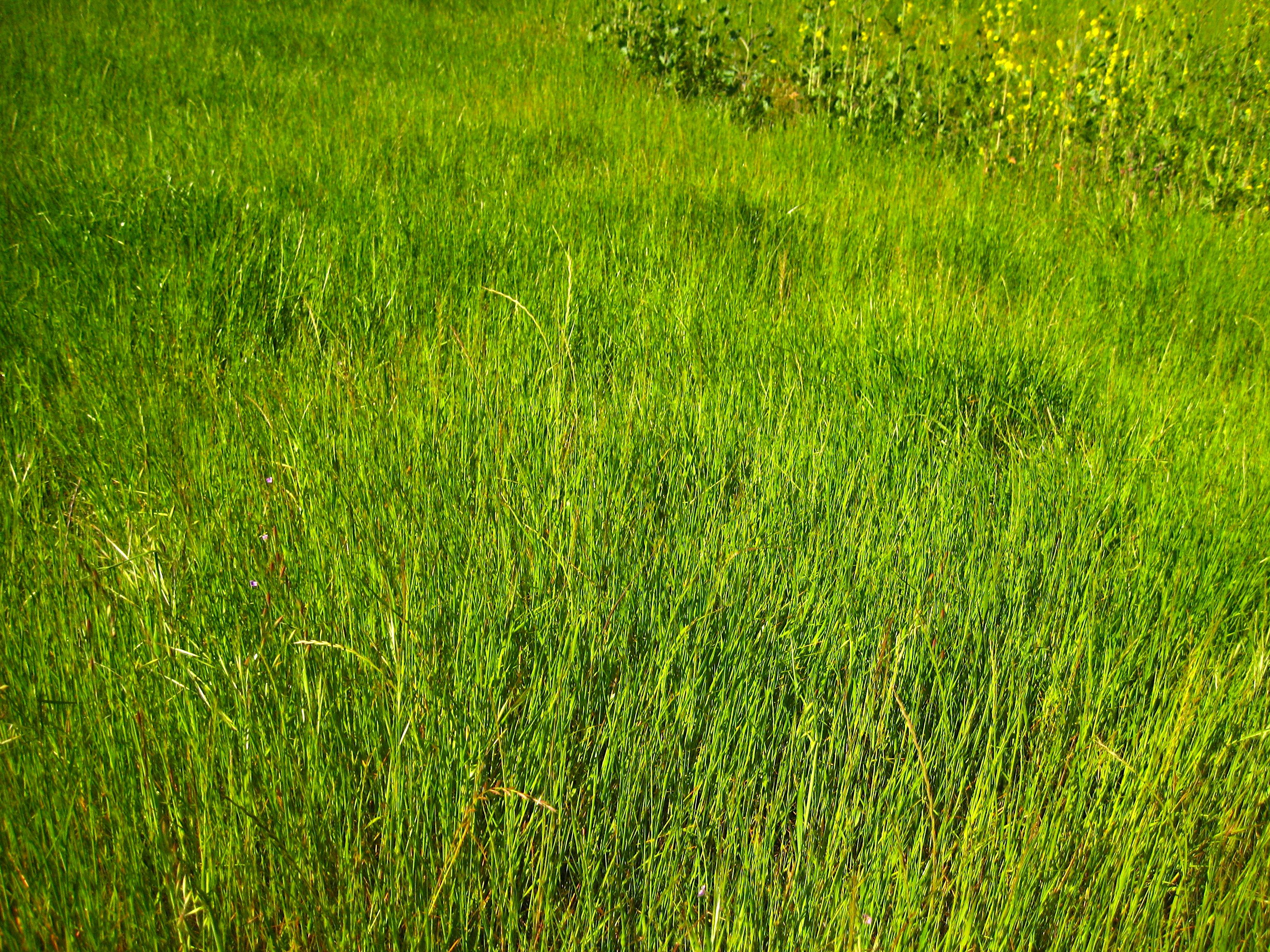 Festuca perennis (Rye grass), non-native California perennial