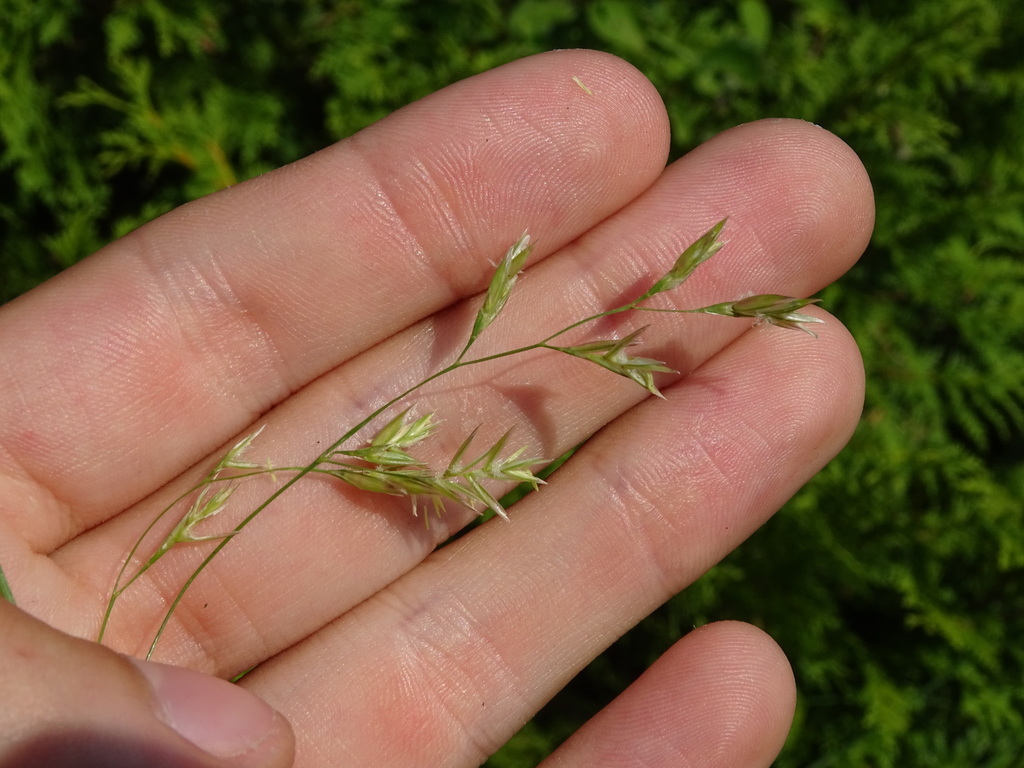 Festuca pratensis (Meadow fescue), non-native California grass