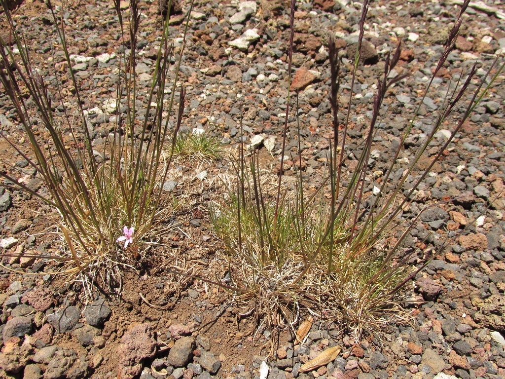 Festuca rubra (Red fescue), native California grass