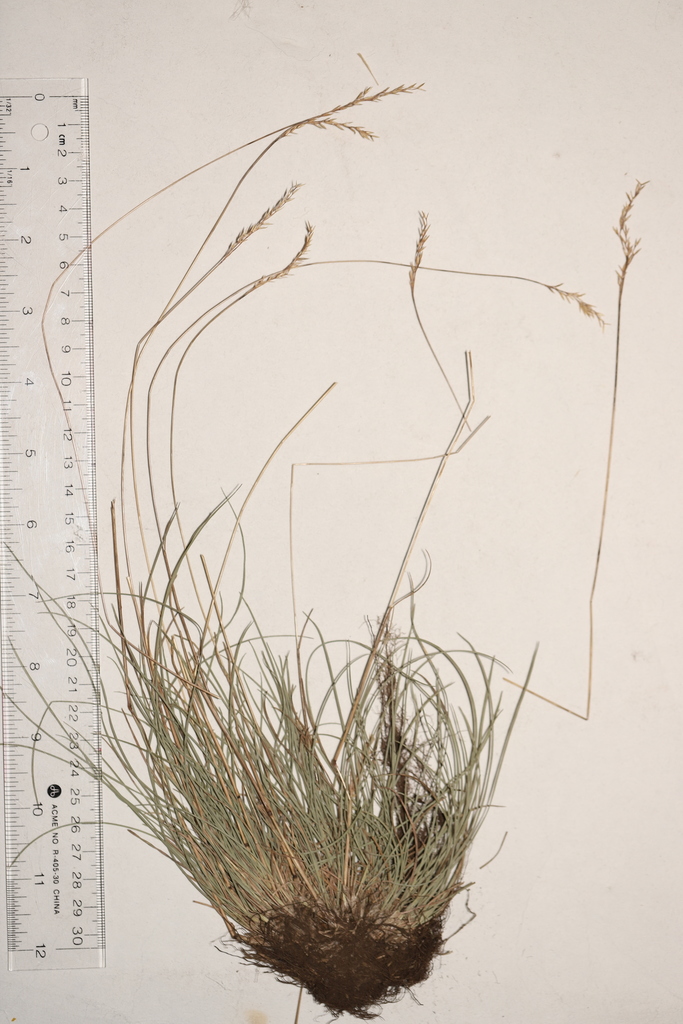 Festuca saximontana (Mountain fescue), native California grass