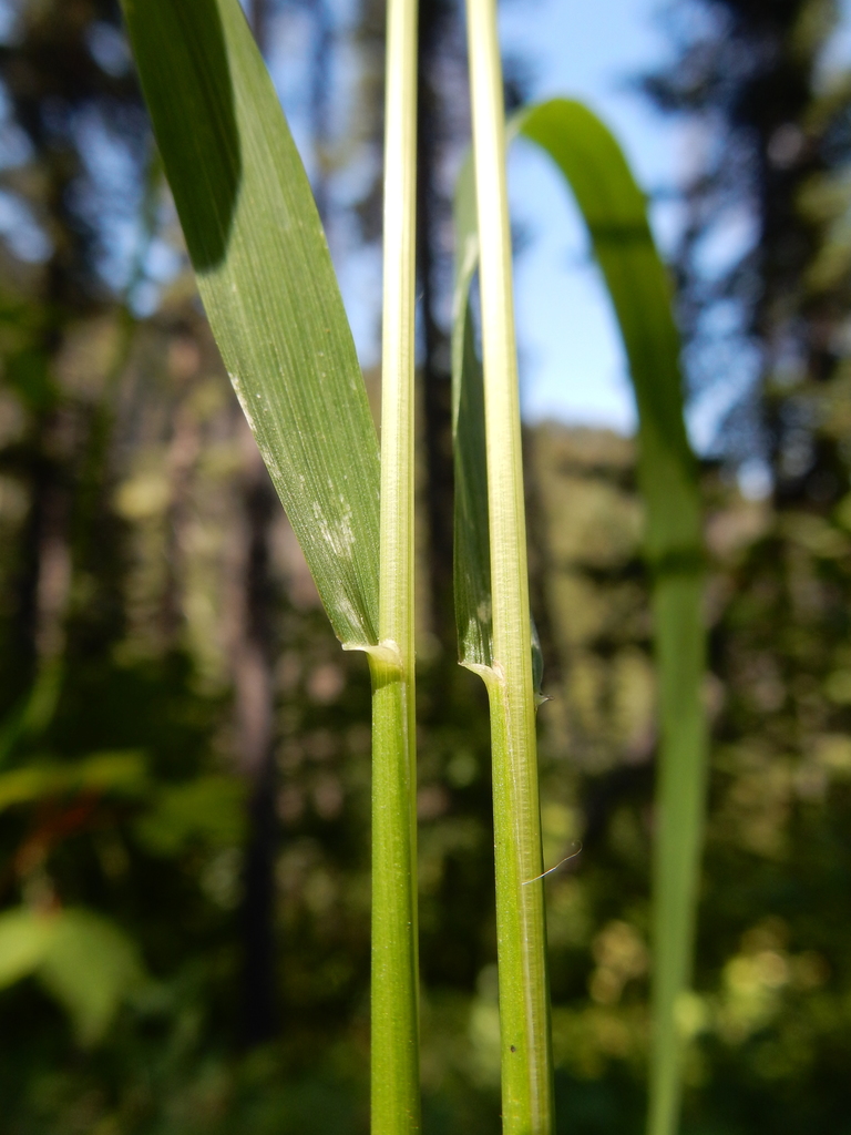 Festuca subulata (Bearded fescue), native California grass