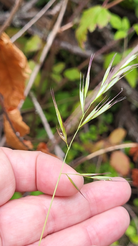 Festuca subuliflora (Crinkle-awn fescue), native California grass