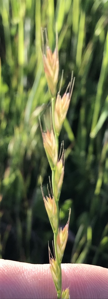 Festuca temulenta (Darnel), non-native California grass