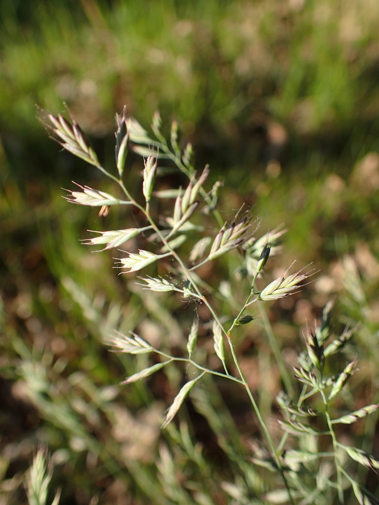 Festuca trachyphylla (Hard or sheep fescue), non-native California grass