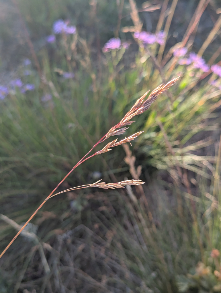 Festuca viridula (Mountain bunch grass), native California grass