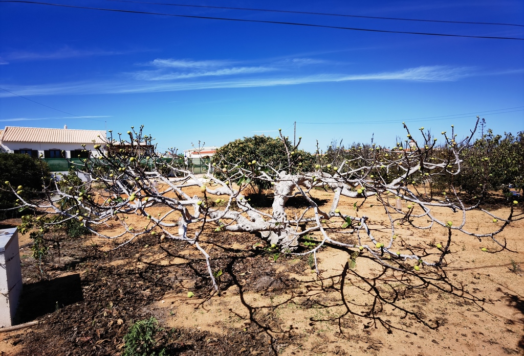 Ficus carica (Edible fig), non-native California shrub / tree