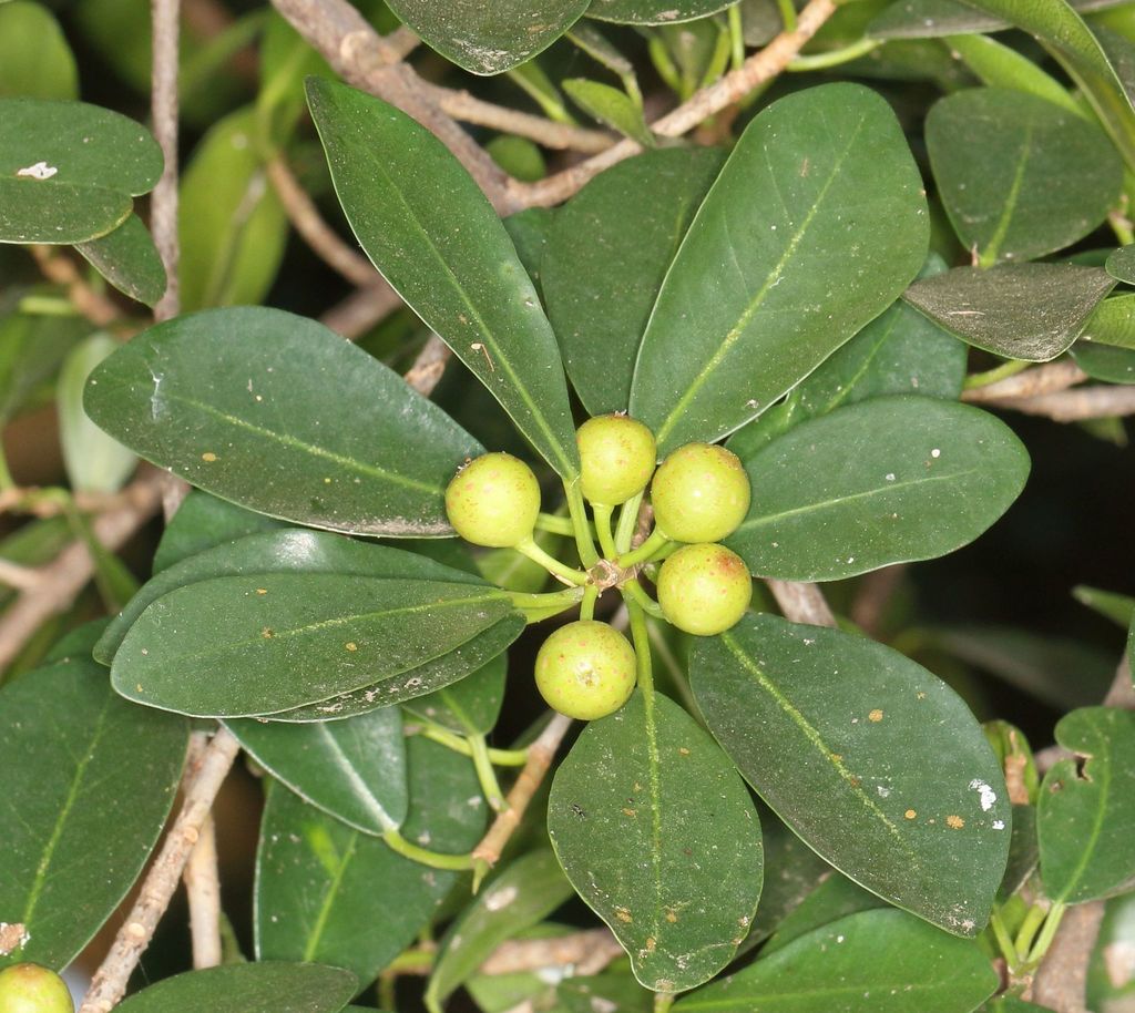 Ficus sp. (Fig), non-native California shrub