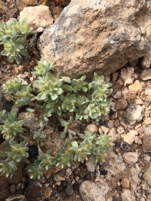 Filago pyramidata var. pyramidata (Broadleaf cottonrose), non-native California annual
