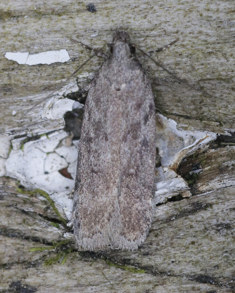 Filatima saliciphaga, California species