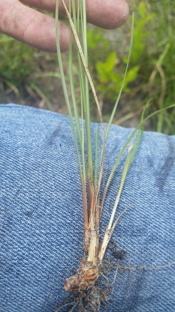 Fimbristylis sp., non-native California perennial