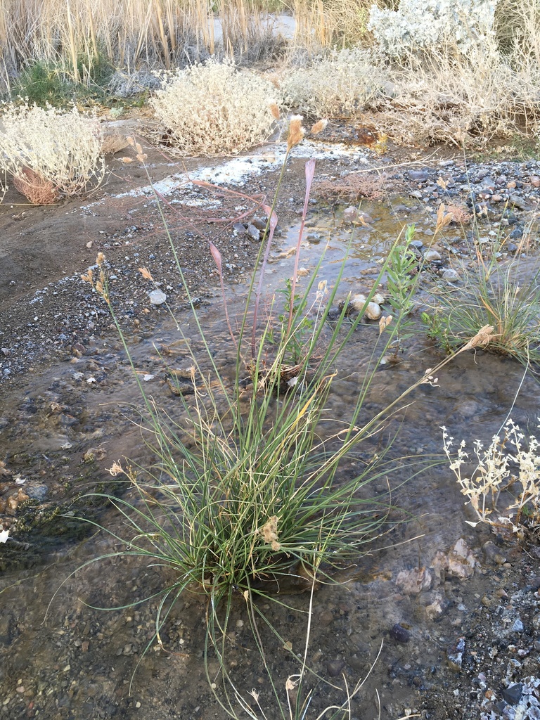 Fimbristylis thermalis (Hot springs fimbristylis), native California grass