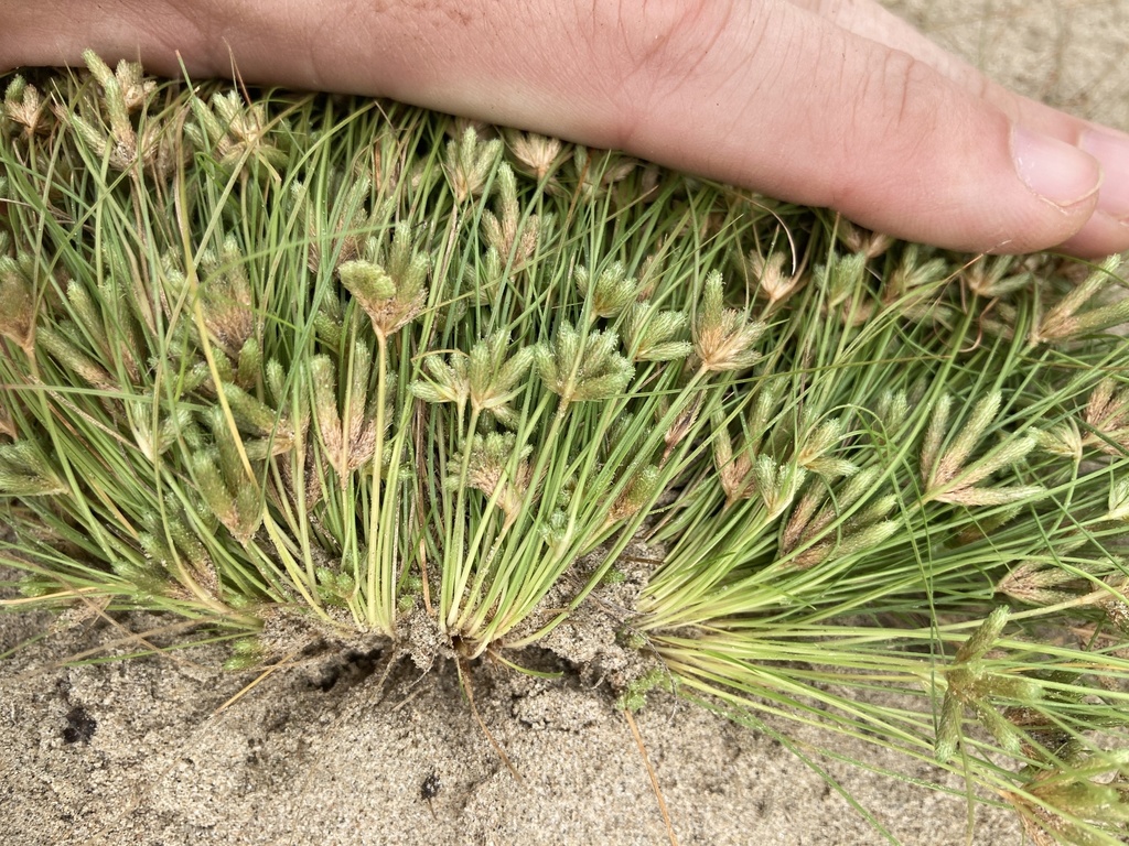 Fimbristylis vahlii (Vahl's fimbristylis), native California grass