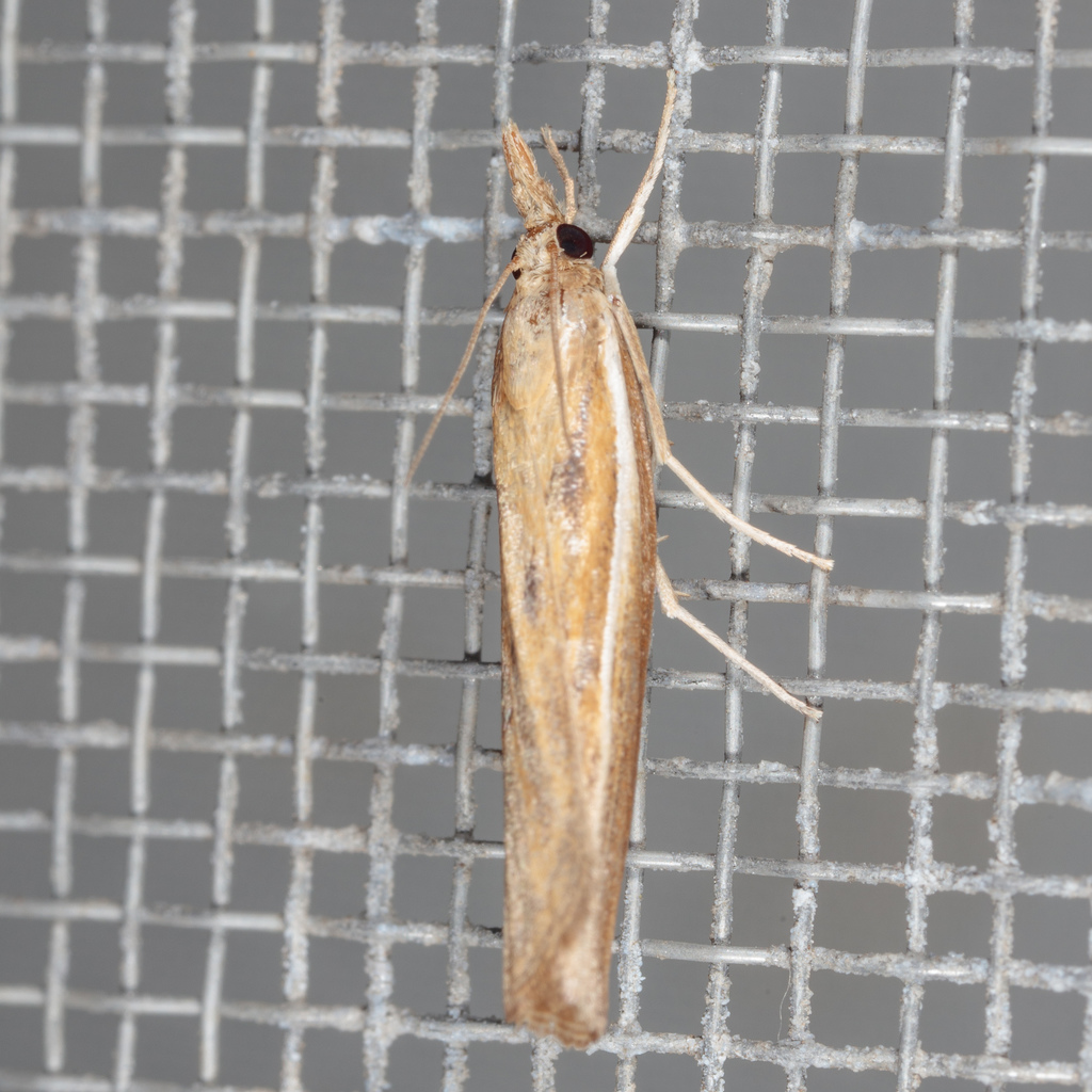 Fissicrambus intermedius, California species
