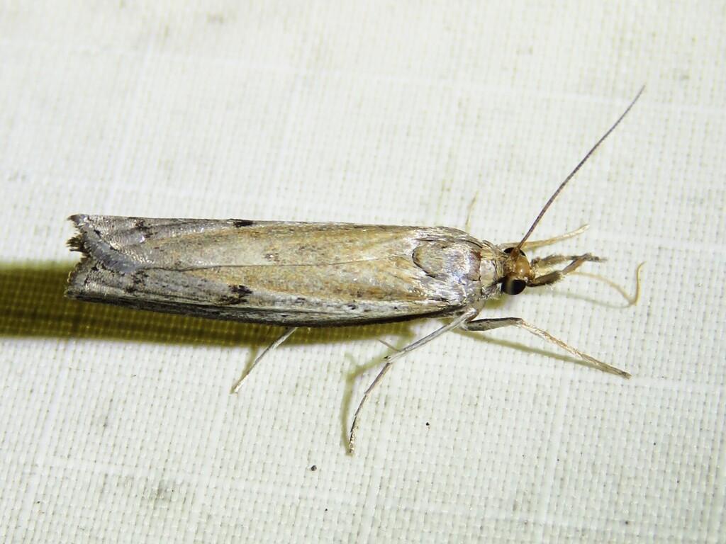 Fissicrambus quadrinotellus, California species
