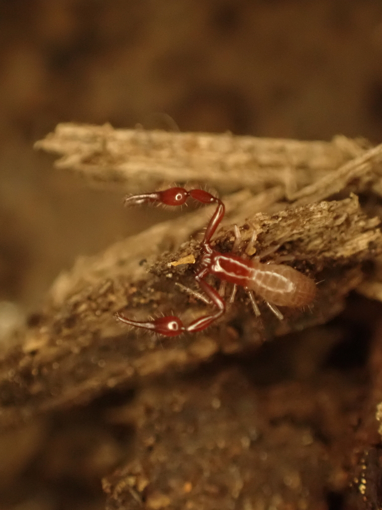 Fissilicreagris imperialis (Empire Cave Pseudoscorpion), California species