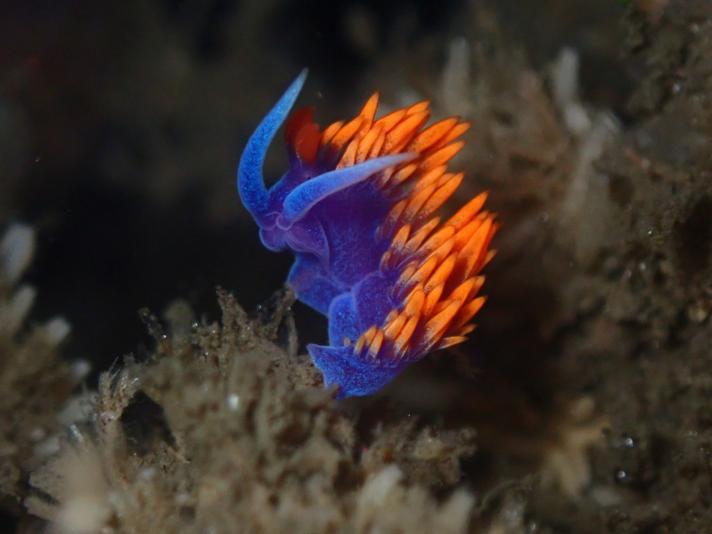 Flabellinopsis iodinea (Spanish Shawl), California species