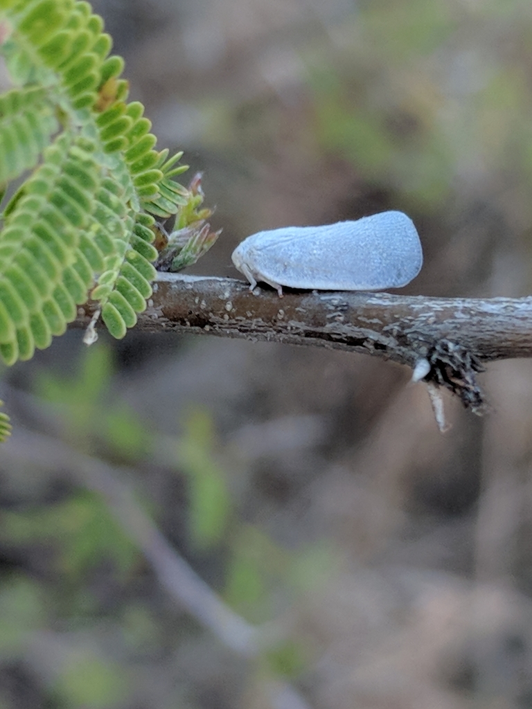 Flatormenis saucia, California species