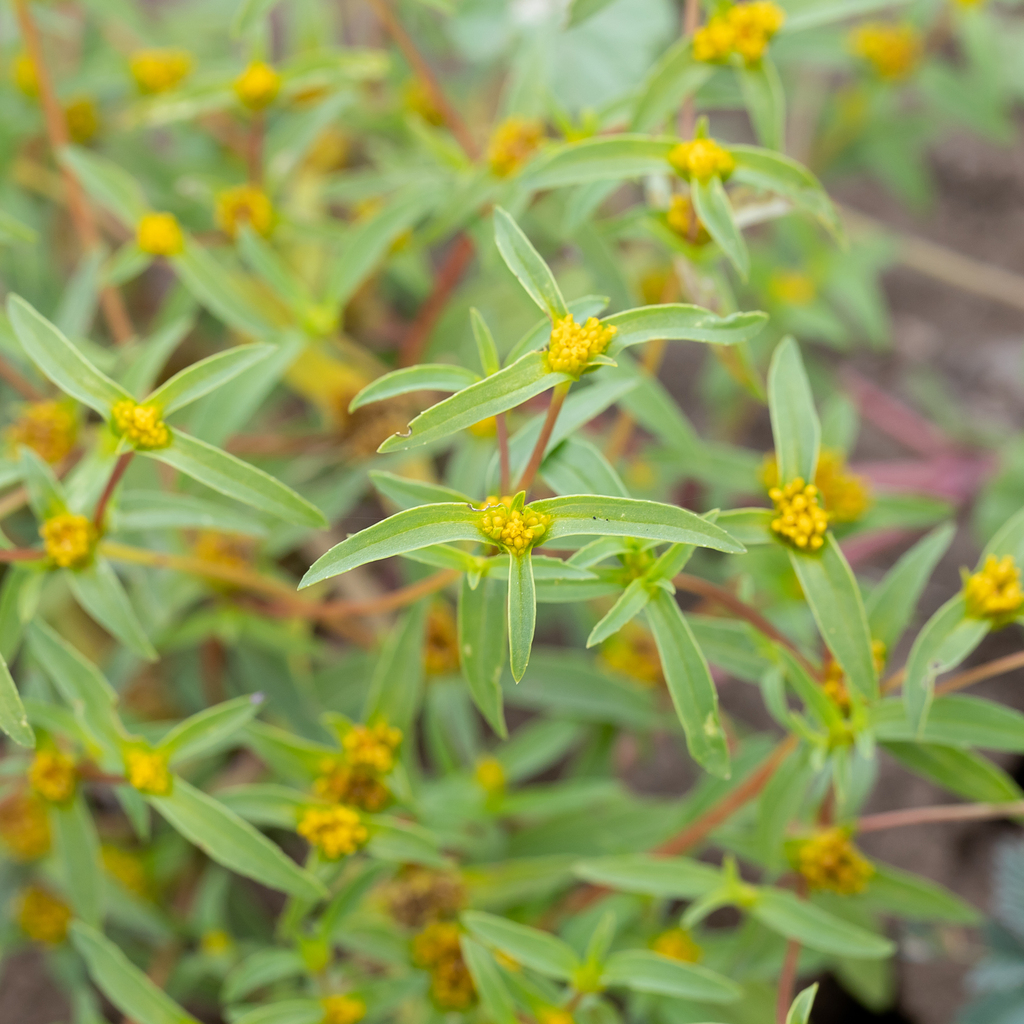 Flaveria trinervia (Clustered yellow tops), non-native California herb
