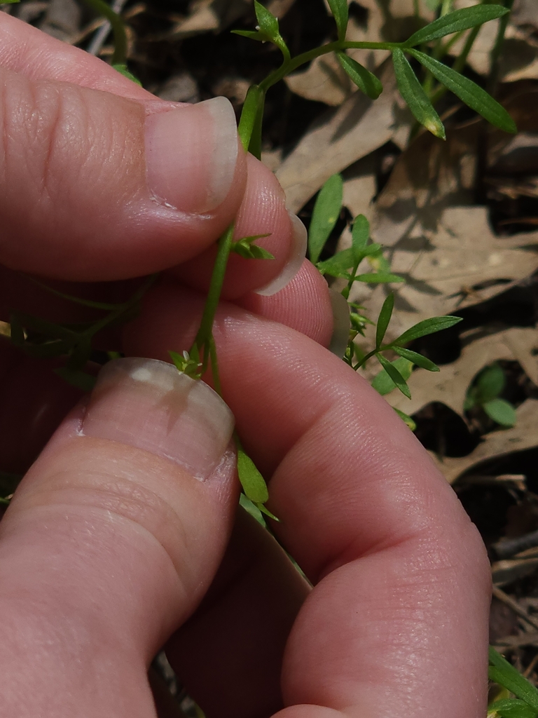 Floerkea proserpinacoides (False mermaidweed), native California herb