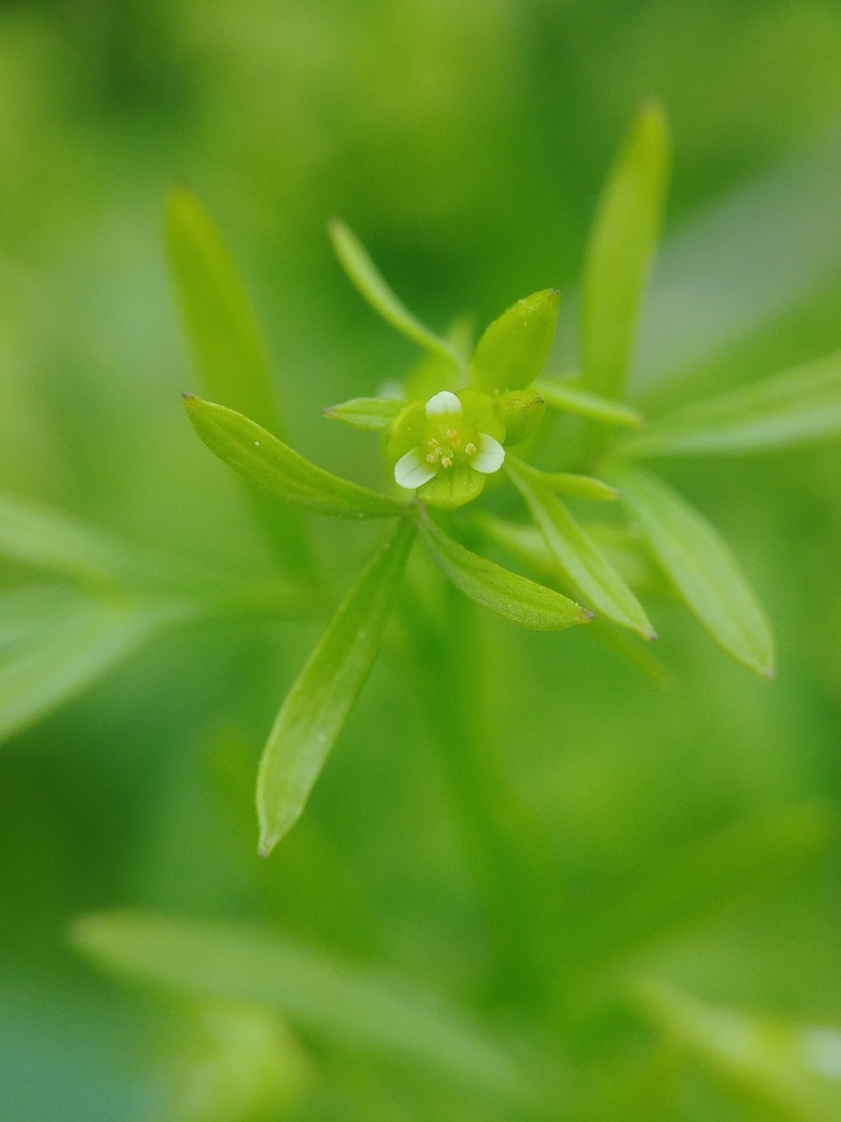 Floerkea sp. (False mermaid), native California annual
