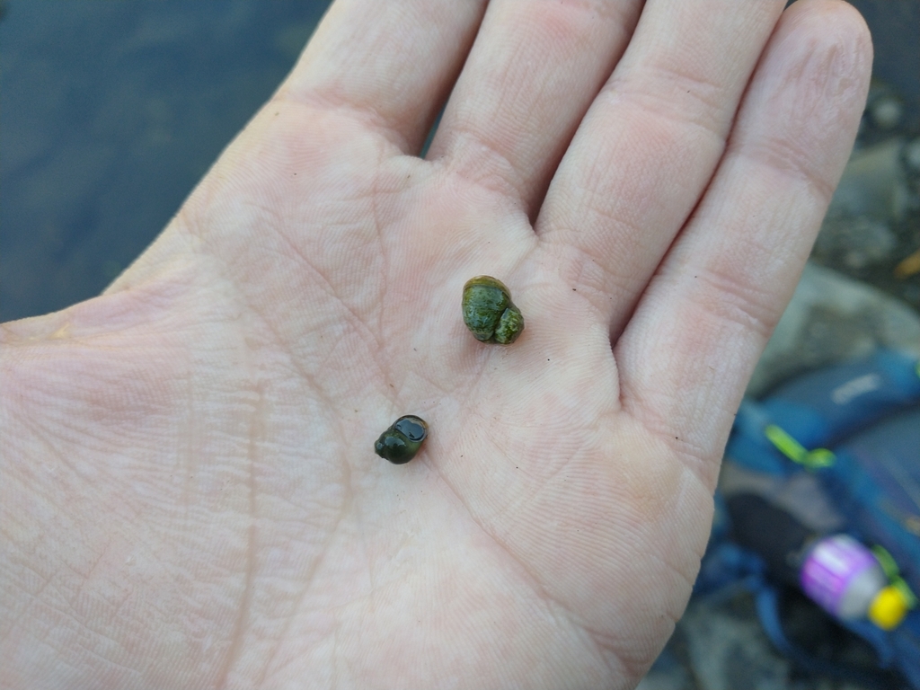 Fluminicola seminalis (Nugget Pebblesnail), California species