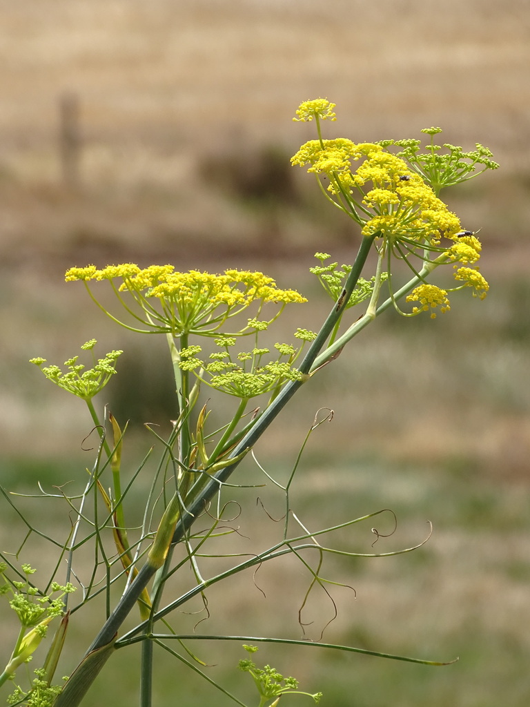 Foeniculum sp., non-native California perennial