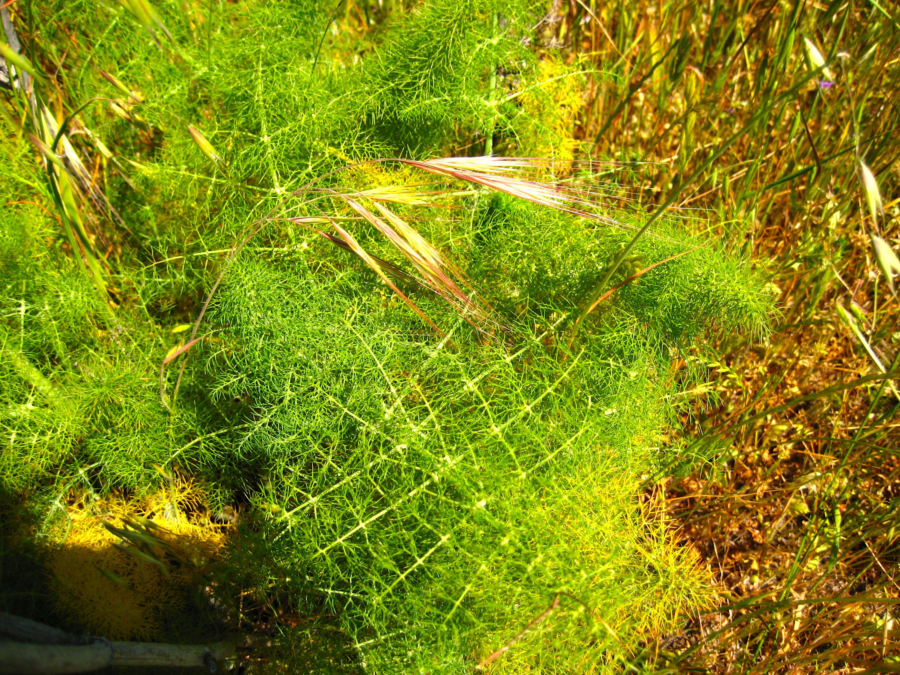 Foeniculum vulgare (Fennel), non-native California herb