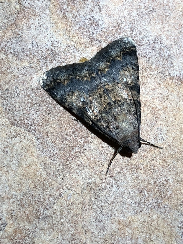 Forsebia cinis (Forsebia Moth), California species
