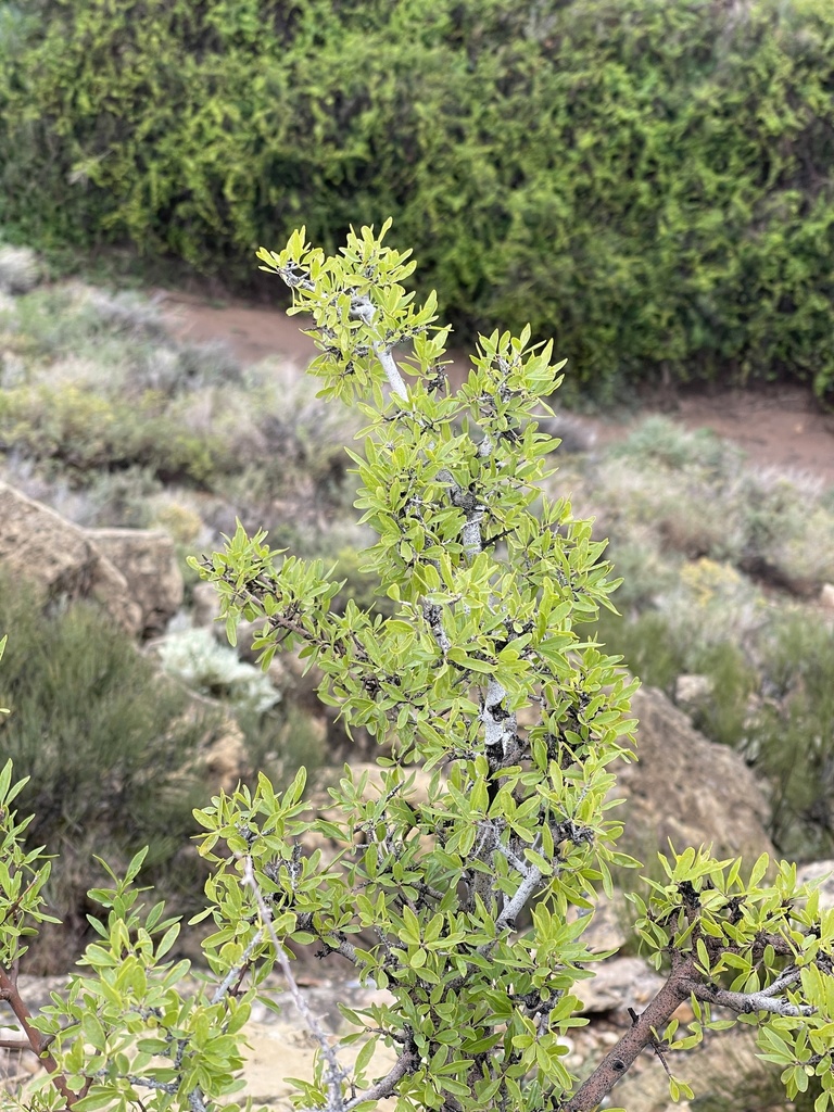 Forestiera sp., native California shrub