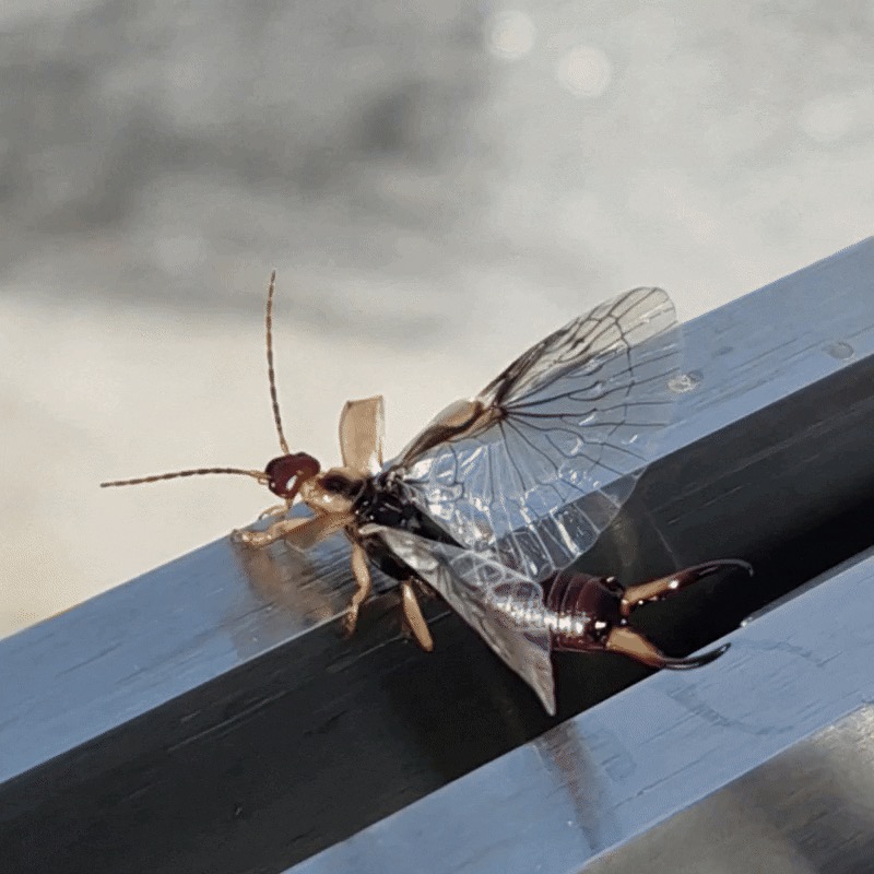Forficula dentata (Western Earwig), California species