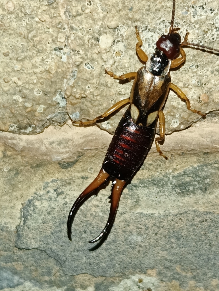 Forficula mediterranea, California species
