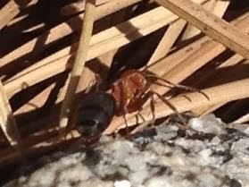 Formica integroides (Western Mound Ant), California species